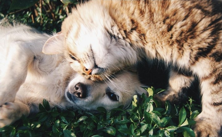 A dog and cat resting together